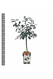 Malus domestica Ingrid Marie C5 Lit. 80-100 cm Patio