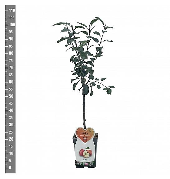 Malus domestica Greffenstein C5 Lit. 80-100 cm Patio