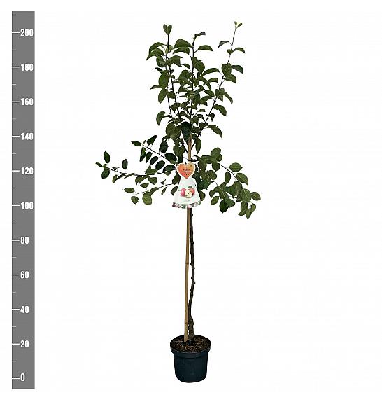 Malus domestica Gravenstein C7,5 Lit. 175-200 cm Na steblu 100 cm