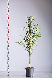 Malus domestica Gravenstein C10 Lit. 125-150 cm