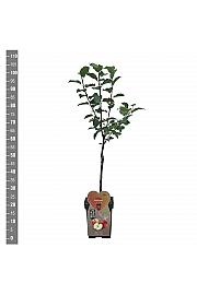 Malus domestica Elstar C5 Lit. 80-100 cm BIO
