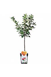 Malus domestica Discovery C5 Lit. 80-100 cm Patio