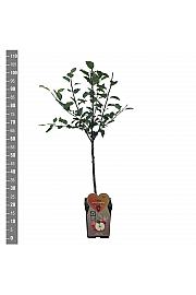 Malus domestica Coxs Orange Pippin C5 Lit. 80-100 cm BIO