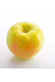 Malus domestica Bolero C5 Lit. 50-60 cm Stebričasta