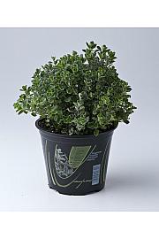 Origanum majorana Ø14