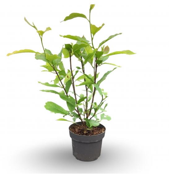 Magnolia Kobus C7,5 Lit. 60-80 cm