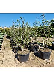 Magnolia Genie C180 Lit. 175-200 cm