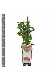 Lycium barbarum Instant Success C2 Lit. 30-40 cm