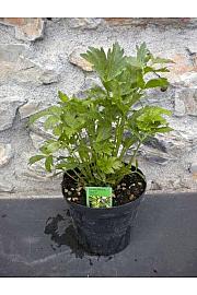 Levisticum officinale Ø14