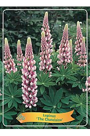 Lupinus The Chatelaine Ø11
