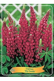 Lupinus My Castle Ø11