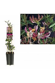 Lonicera periclymenum Serotina C1,5 Lit. 30-40 cm