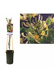 Lonicera periclymenum C2,5 Lit. 40-60 cm