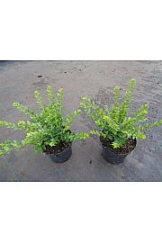 Lonicera nitida Maigrün C1,5 Lit. 20-30 cm