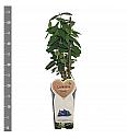 Lonicera kamschatica Altaj C2 Lit. 30-40 cm