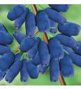Lonicera kamschatica Altaj C2 Lit. 40-60 cm (60828)