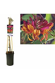 Lonicera persicifolia Goldflame C2,5 Lit. 40-60 cm