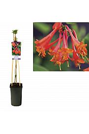 Lonicera persicifolia Dropmore Scarlet C2,5 Lit. 40-60 cm
