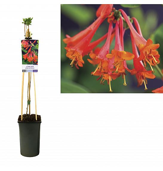 Lonicera persicifolia Dropmore Scarlet C2,5 Lit. 40-60 cm