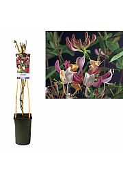 Lonicera periscifolia Serotina C2,5 Lit. 40-60 cm