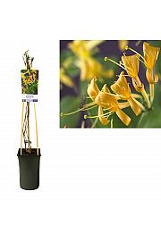 Lonicera periscifolia Mandarin C2,5 Lit. 40-60 cm