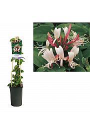Lonicera japonica Red World C2,5 Lit. 40-60 cm
