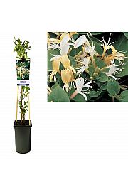 Lonicera japonica Halls Prolific C2,5 Lit. 40-60 cm