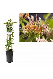 Lonicera henryi C2,5 Lit. 40-60 cm