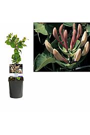 Lonicera caprifolium C1 Lit. 20-30 cm