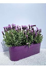Lavandula stoechas Ø14 kovinsko korito
