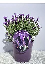 Lavandula Stoechas Ø14
