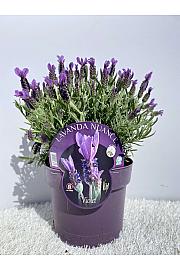 Lavandula stoechas nuance Ø19