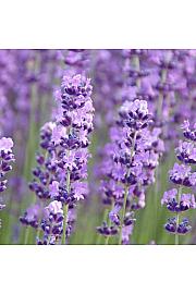 Lavandula angustifolia Ø9