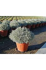 Lavandula angustifolia Ø35
