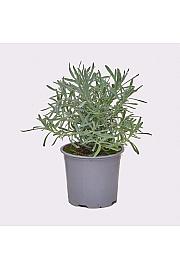 Lavandula angustifolia Ø 14