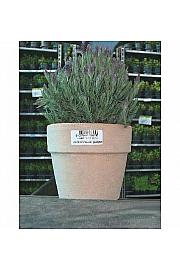 Lavandula hidcote/stoechas Ø14 terracotta lonec