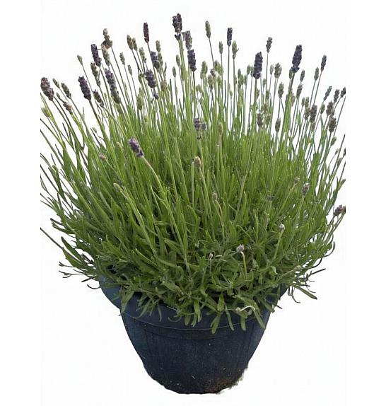 Lavandula hidcote Ø25
