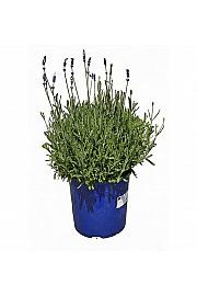 Lavandula hidcote Ø19