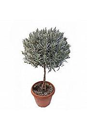 Lavandula dentata Ø30 Na Steblu 40 cm