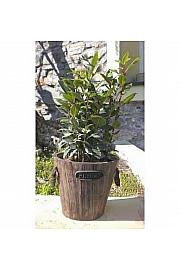 Laurus nobilis Ø14 leseni lonček