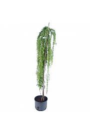 Larix kaempferi Stiff Weeper C12 Lit. Na steblu 120 cm, 2 leti