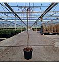 Larix kaempferi Stef Weeping C18 Lit. Na steblu 120 cm