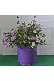 Lantana sellowiana Ø18 bicolour
