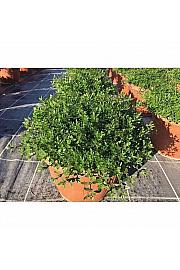 Satureja montana Ø25