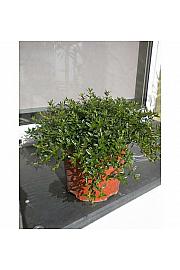 Satureja montana Ø19