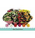 Kalanchoe blos. Calandiva Ø9 mix