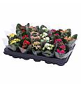 Kalanchoe blos. Calandiva Ø6 mix