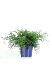 Juniperus virginiana Grey Owl C5 Lit. 20-30 cm