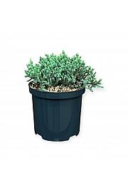 Juniperus squamata Tropical Blue C2,5 Lit. 15-20 cm