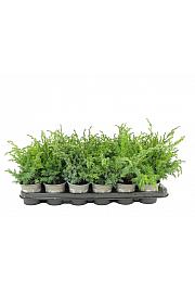 Juniperus squamata Blue Swede Ø9